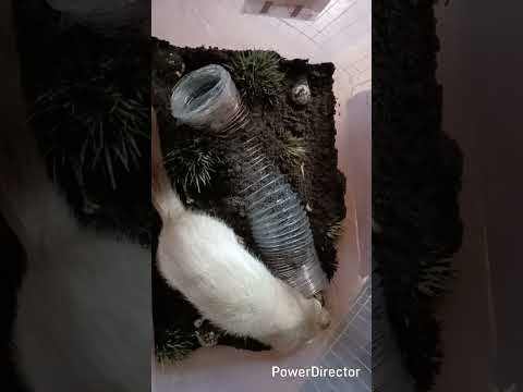 Memories, baby Romeo playing in a digbox! #ferrets#huron#cute #shorts #romeo#books#ferret #babyferre