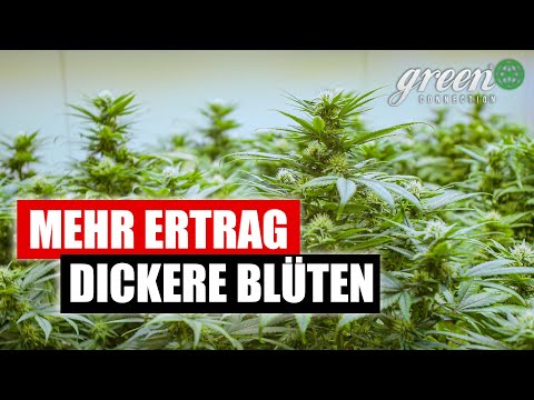, title : 'Wie und Wann ich meine Pflanzen RICHTIG beschneide | Update aus der Blüte | lolipopping pt. 2'