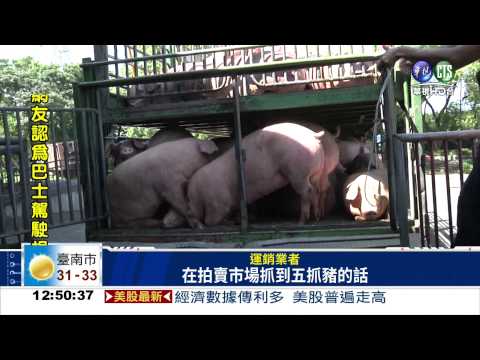 驚見五爪豬! 沒人敢殺怕招厄運