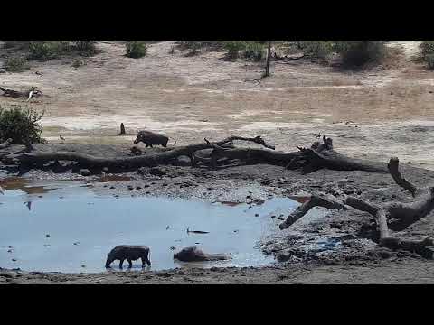 Djuma: Warthogs and Impalas - 09:35 - 10/21/19
