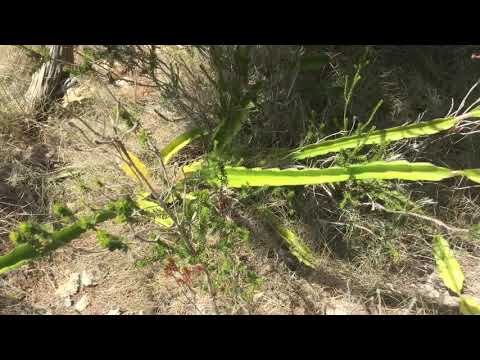 download lagu mp3 mp4 Snakes On Ibiza, download lagu Snakes On Ibiza gratis, unduh video klip Snakes On Ibiza
