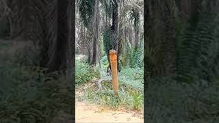Download lagu king cobra bunyi macam ayam.berhati' lah bila masuk hutan gaiss mp3