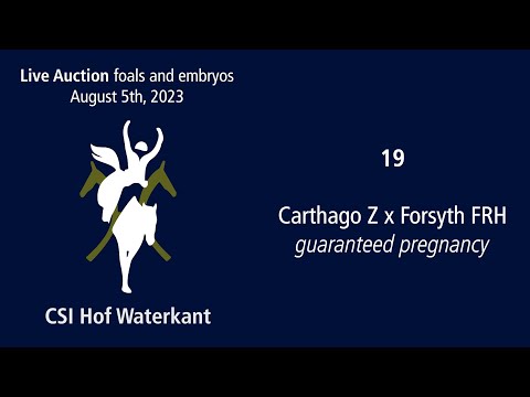 Hof Waterkant Hybrid Foal Auction- Aug. 5th, No. 19 pregnancy Carthago Z - Forsyth FRH