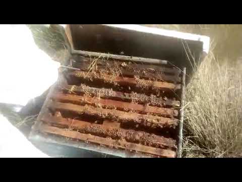 Taller de Apicultura   Video 2