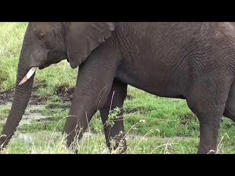 Plastic Planet Trailer