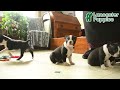 Boston Terrier dogs for sale: Michell - Video 1