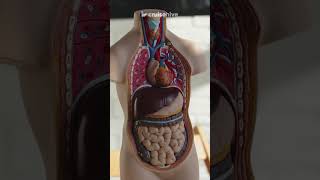 Carnival Cruise Loyalty Hoax Making Multiple Appearances. #cruise #cruises #cruisenews