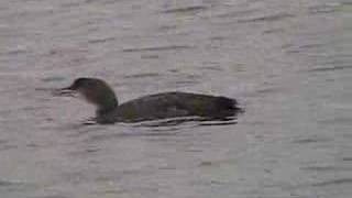 Loons In Portland Harbor, Maine -  Union Wharf