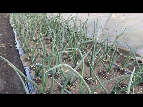 エクストリームプラントはストレスを受けるとより速く成長します