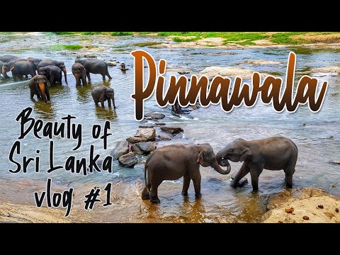 Pinnawala | Beauty of Sri Lanka mobile vlog #1