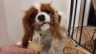 Vanilla goes to a dog café and enjoys her treats