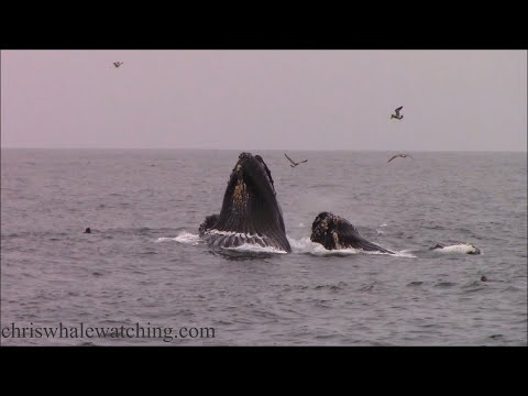 8.31.21 Lunge Feeding Humpback Whales