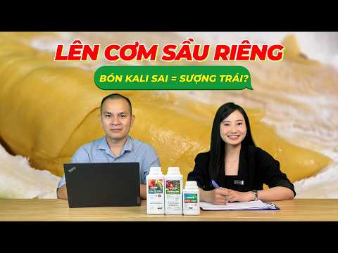 CÁC YẾU TỐ QUYẾT ĐỊNH LÊN CƠM SẦU RIÊNG