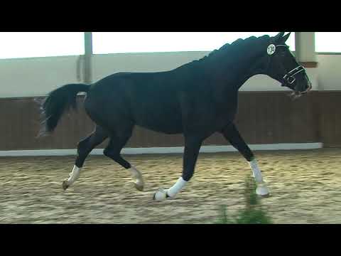 29. Mecklenburger Körtage - Kat.Nr. 16 Hengst v. Fürst Wilhelm