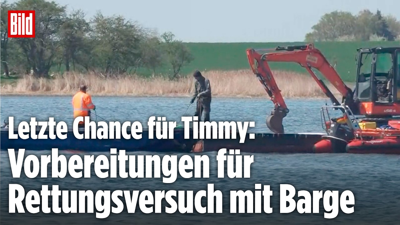 Letzte Chance für Wal Timmy: Vorbereitungen für Rettungsversuch mit Barge