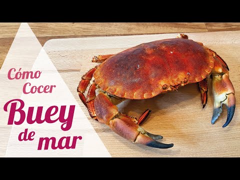 COCER BUEY DE MAR VIVO 🦀 Tiempo de cocción buey de mar