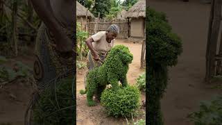 I Made a Lion Topiary Using a Garden Mold.