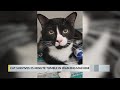 Cat Survives 35 Minute Cycle In Washing Machine
