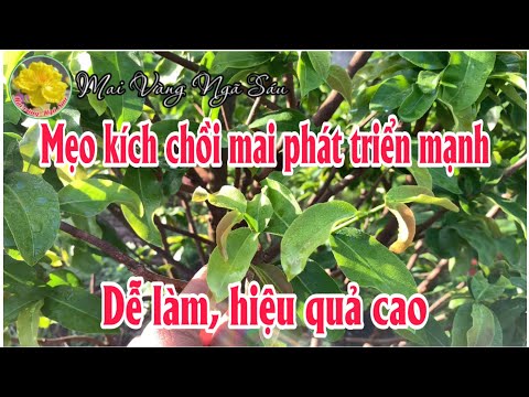 Mẹo kích chồi mai vàng phát triển mạnh hiệu quả mà đơn giản