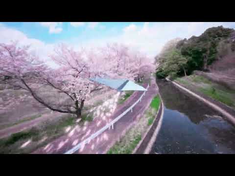 【 FPVドローン × VFX 】桜 - Cinematic Fusion