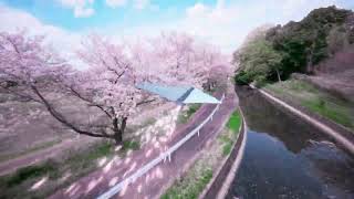 【 FPVドローン × VFX 】桜 - Cinematic Fusion