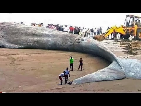 download lagu mp3 mp4 Www Big Fish, download lagu Www Big Fish gratis, unduh video klip Www Big Fish