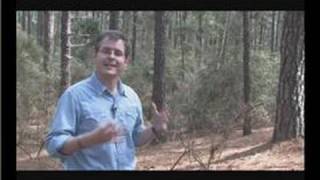East Texas Trees : Lost Pines Forest Tree Species