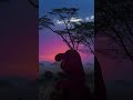 Barney Having Camping In The Savanna Happy 35th Anniversary For Barney 1988 2023
