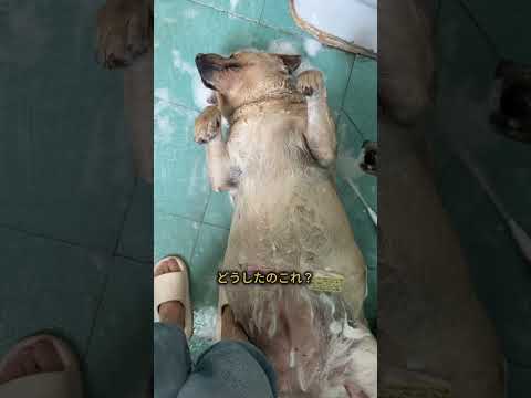 お風呂中に突然気絶しちゃったワンコ #犬 #ワンコ #お風呂