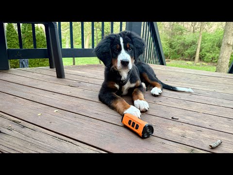 Stop Excessive Barking Fast! | Best Dog Bark Deterrent Device for a Peaceful Home