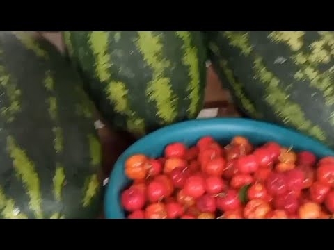 Colhendo acerola povoado das areias fazenda mundo novo poço redondo Sergipe 😘😘😘