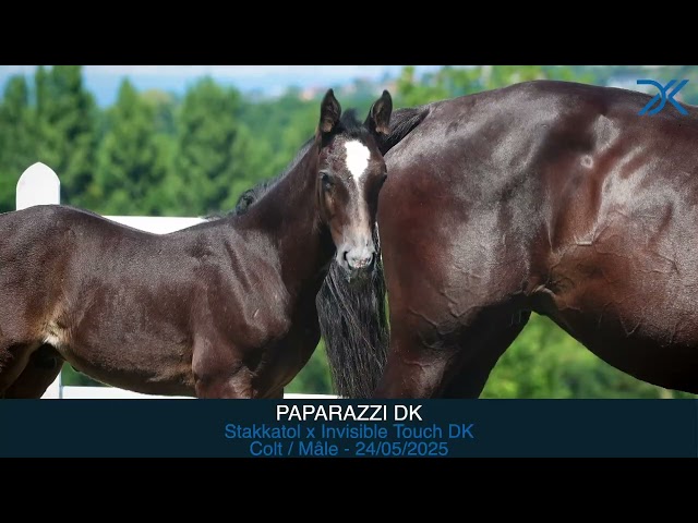 18. Paparazzi DK