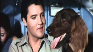 Elvis Presley - A Dog's Life