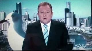 Seagull Attacks News Anchor Peter Hitchener