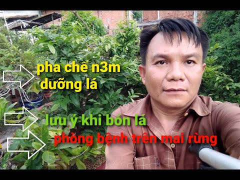Phân thuốc kích rễ mai rừng. Cách pha chế n3m bón lá đúng cách # 25