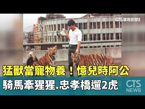 猛獸當寵物養！憶兒時阿公騎馬牽猩猩　忠孝橋遛2虎
