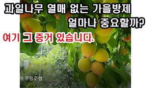 과일나무 열매 없는 가을방제 얼마나 중요할까? 여기 그 증거 있습니다.(과수 재배, 과수 병충해, 과일나무 …