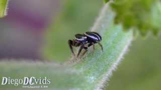 preview picture of video '[Vid-672] Salticus female Zebra jumping spider species (Salticidae) Aranha Saltadora'