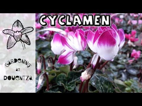 , title : 'Cyclamen Care || How to Grow & Reflower Pot Plants | Garden Plants | How to Know Which Type You Have'