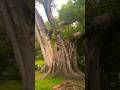 Mesmerising #meditationmusic #trees  #relaxingmusic #soundhealing  #chimes #bells #nature #trips