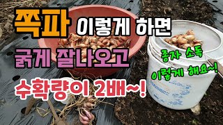 쪽파 심는시기 쪽파심는법 쪽파굵게하는법 쪽파 잘라심는 이유 쪽파종자소독