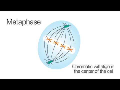 6. IFA pattern - Homogeneous ANA pattern
