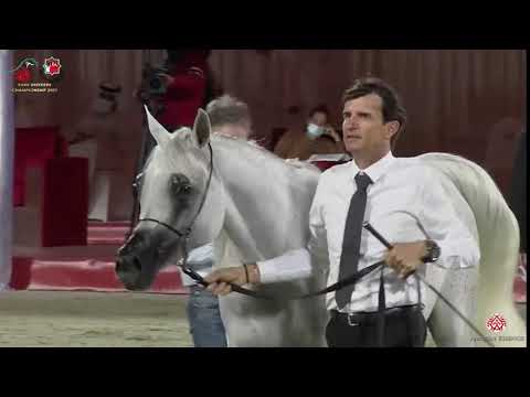 N 180 JAREEN AL ZOBAIR   Emirates Arabian Horse Breeders Championship 2021   Mares 4 6 Years Old Cla
