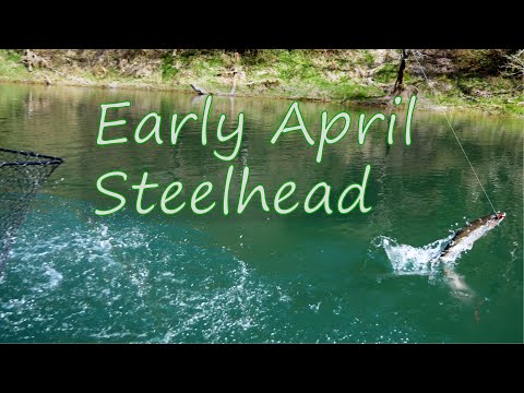 The Wet Side - Late winter steelhead on my favorite river