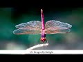 15. Dragonfly Delight by Elena Kats-Chernin (from “Lyrical Flute Miniatures” by Karen North, ed.)