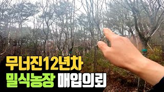 경북 영양 무너진 12년차 이팝나무 밀식농장 매입의…
