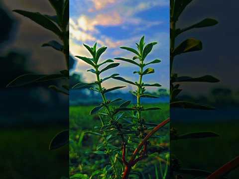 surah AL KAWTHAR 💟🤍🥀 #egzonibrahimi #surahkawthar #nature #القزابري @egzonibrahimiofficial1977