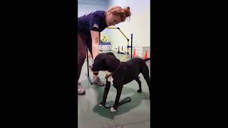 Watch the Boys in Enrichment Training!