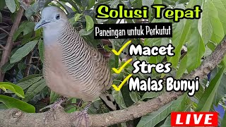 Download lagu Pancingan Perkutut SOLUSI TEPAT Untuk Pancingan Perkutut Stres Macet Dan Malas Bunyi mp3