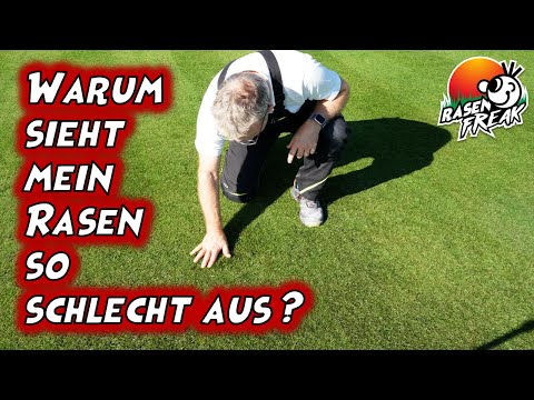 Fazit 2025 - Warum sieht mein Rasen so "schlecht" aus? Rückblick auf 2019 - 2025.